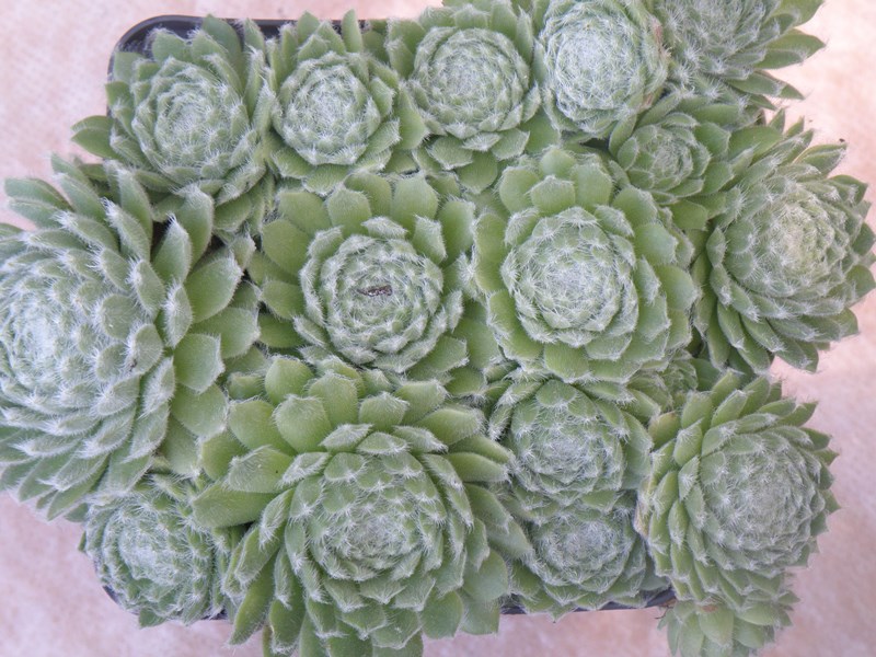 Green Ice