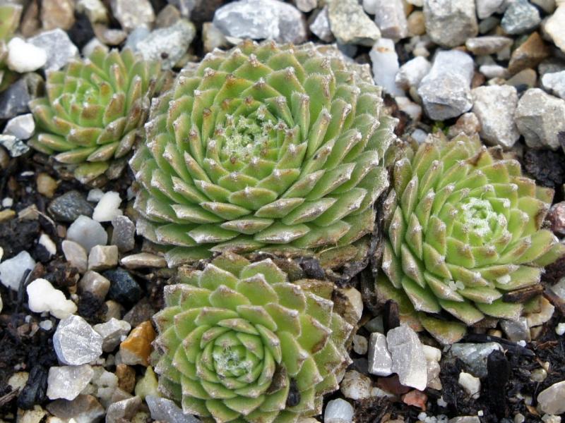Sill's Wunderblume
