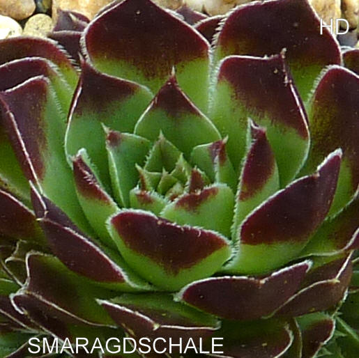 Smaragdschale / Jovi