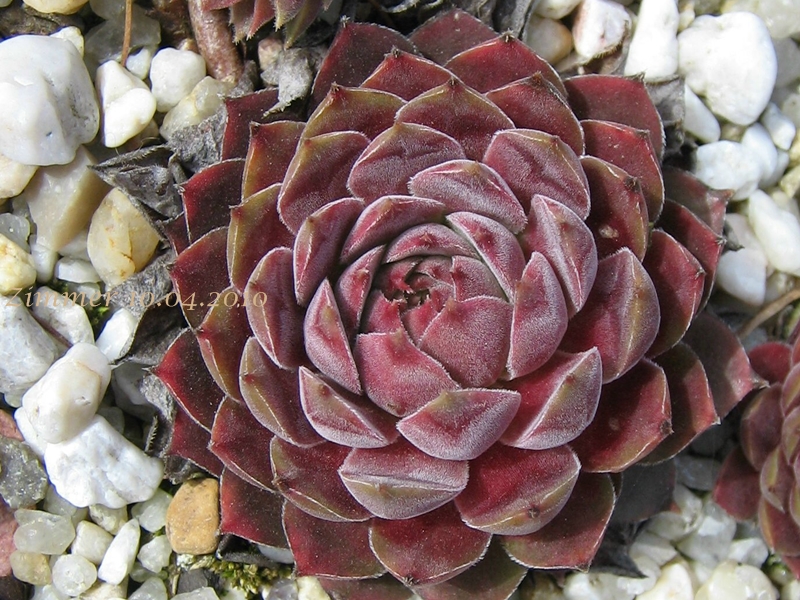Pacific Velveteen