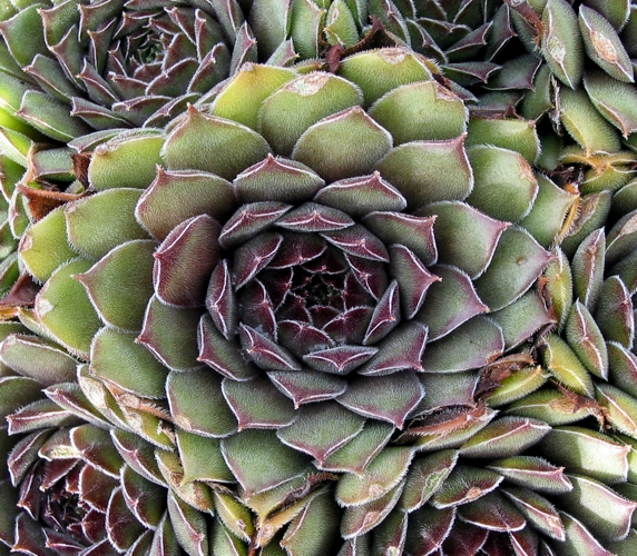 Greyolla