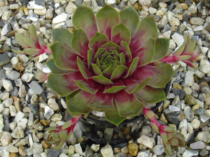 Tickled Pink
