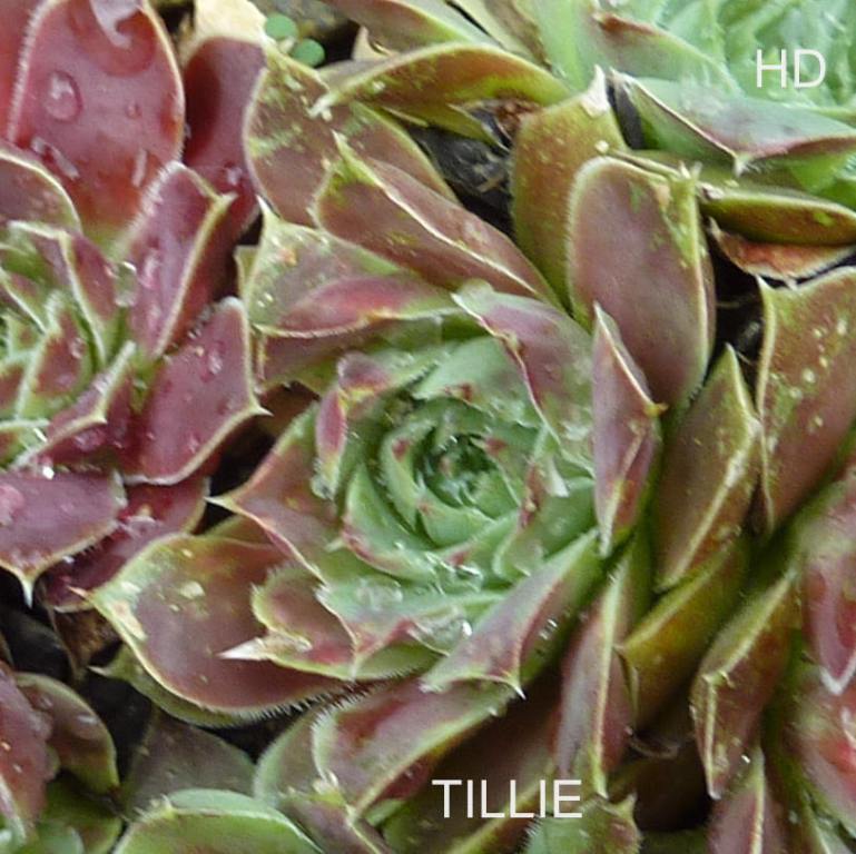 Tillie / Jovi ( II )
