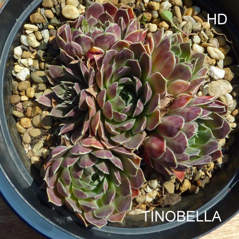 Tinobella / Jovi