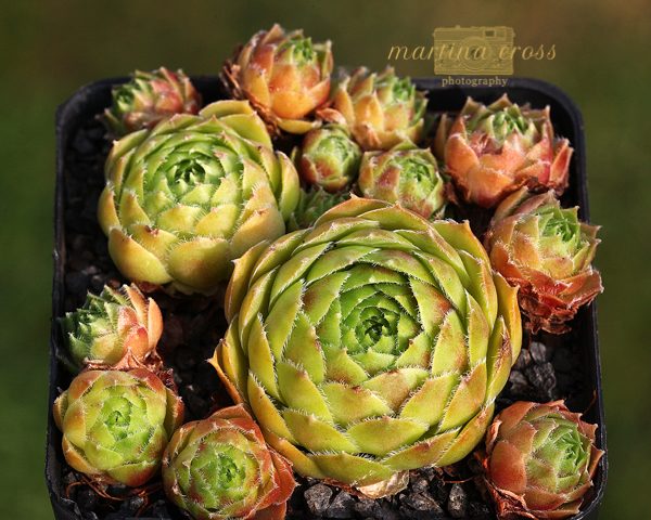 Tudor Rose