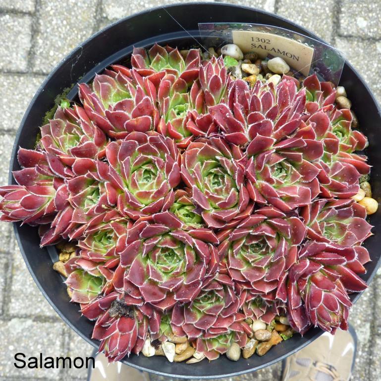 Salamon / Jovi