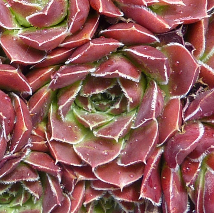 Salamon / Jovi