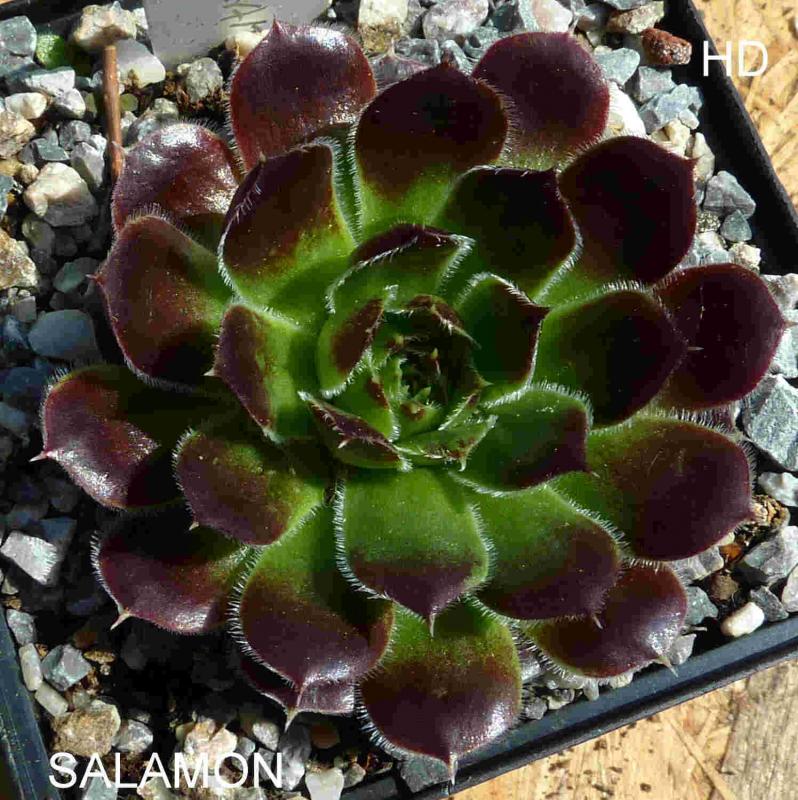Salamon / Jovi