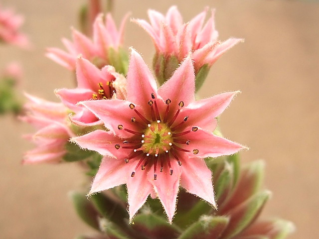 Spangle