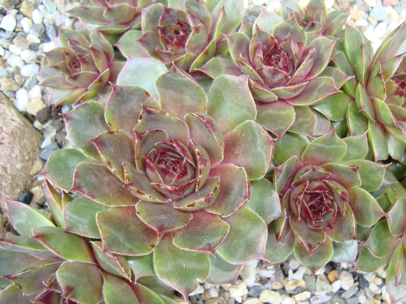 Solamith
