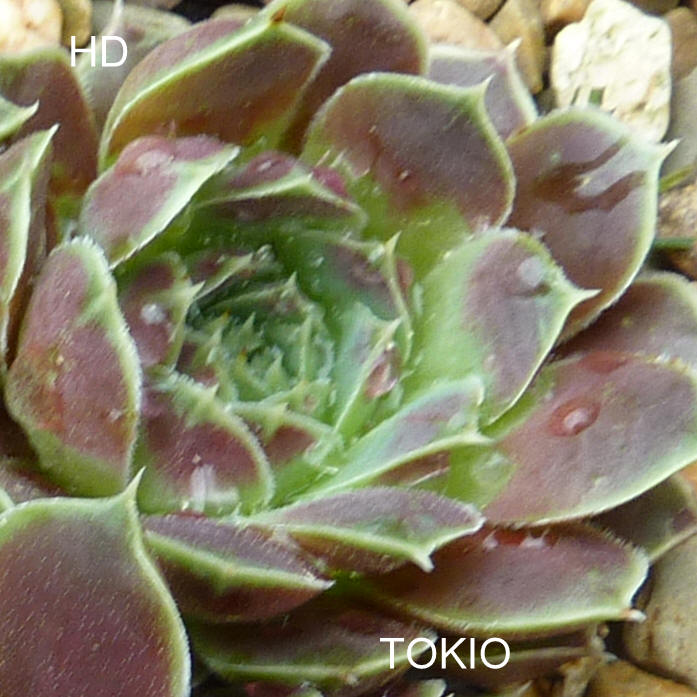 Tokio / Jovi