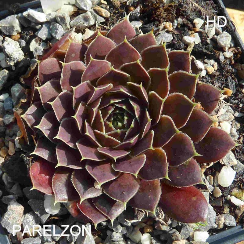Parelzon / Jovi