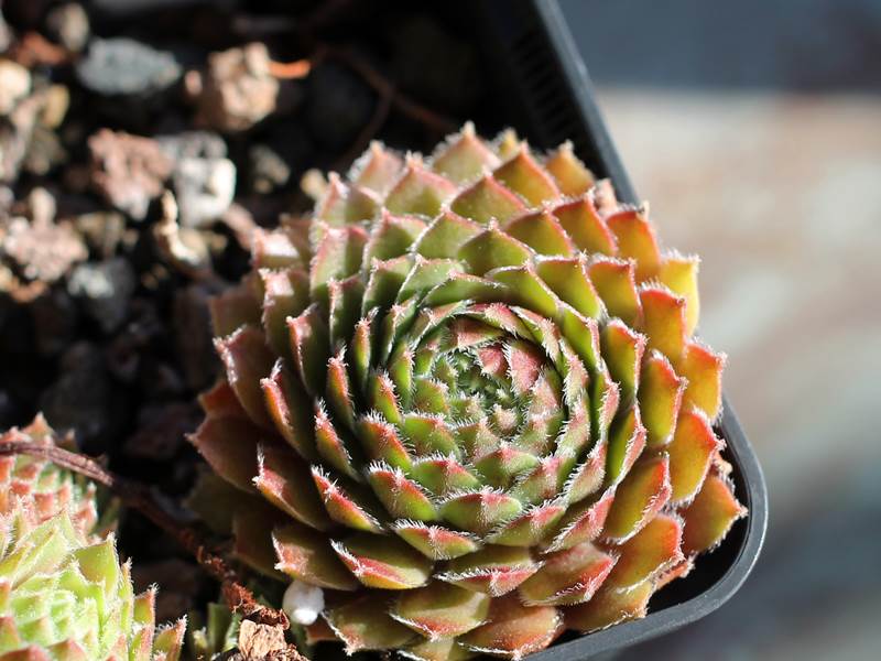 Queenie