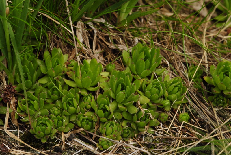 montanum ssp. carpathicum from Zbojnícka pláň, W