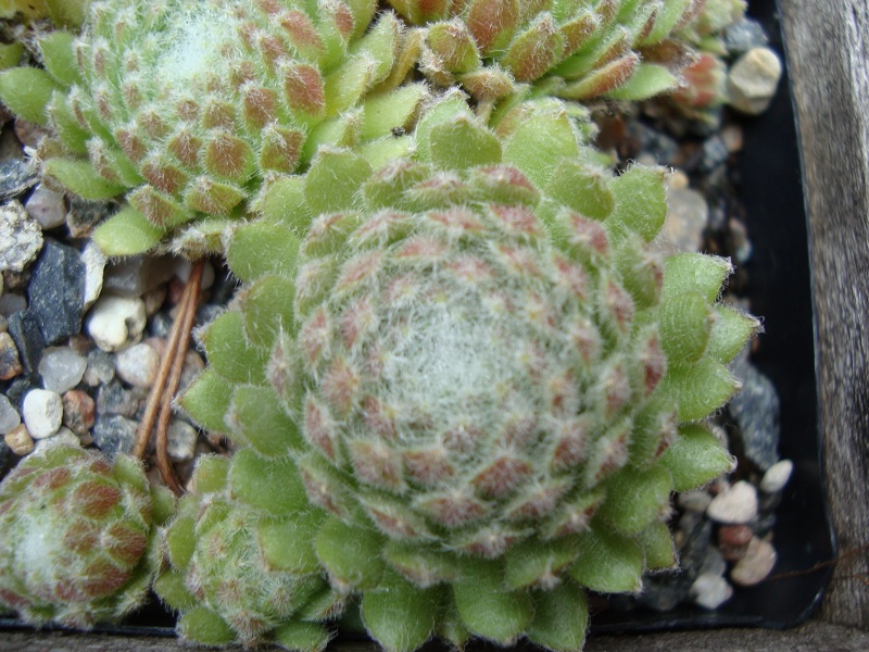 Oroyo