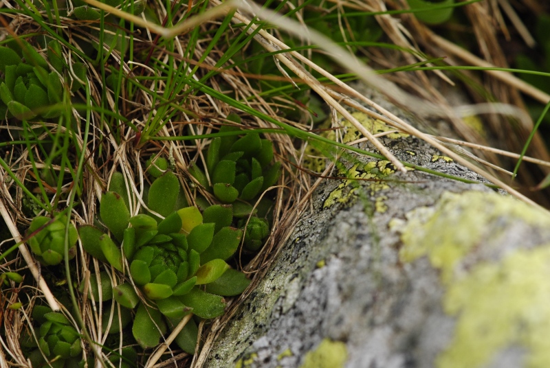 montanum ssp. carpathicum from Zbojnícka pláň, W