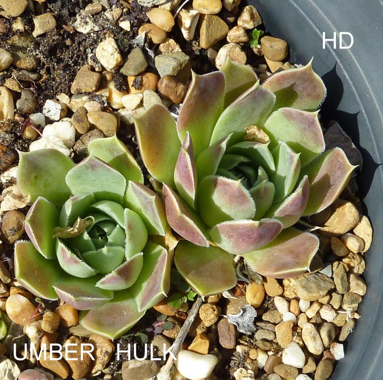 Umber Hulk / Jovi