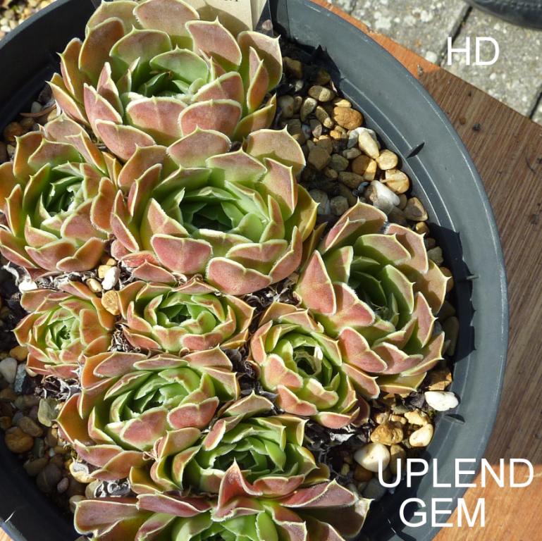 Upland Gem / Jovi