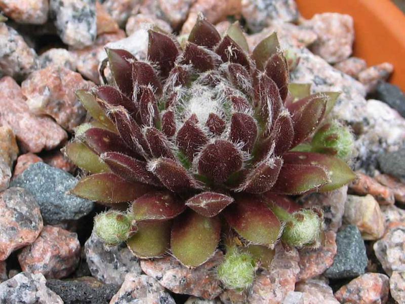 Urmina