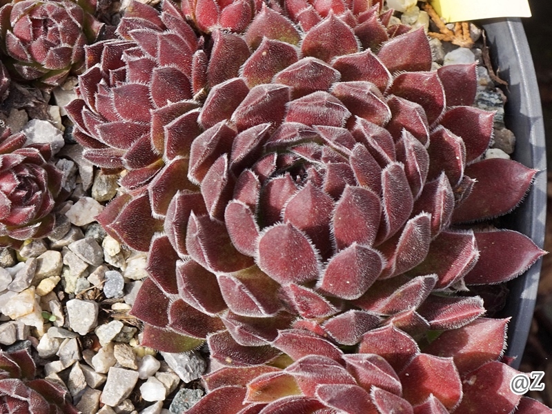 Urbanilla