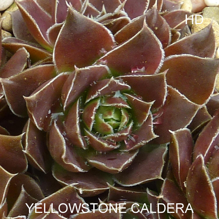 Yellowstone Caldera / Jovi