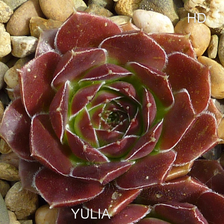 Yulia / Jovi