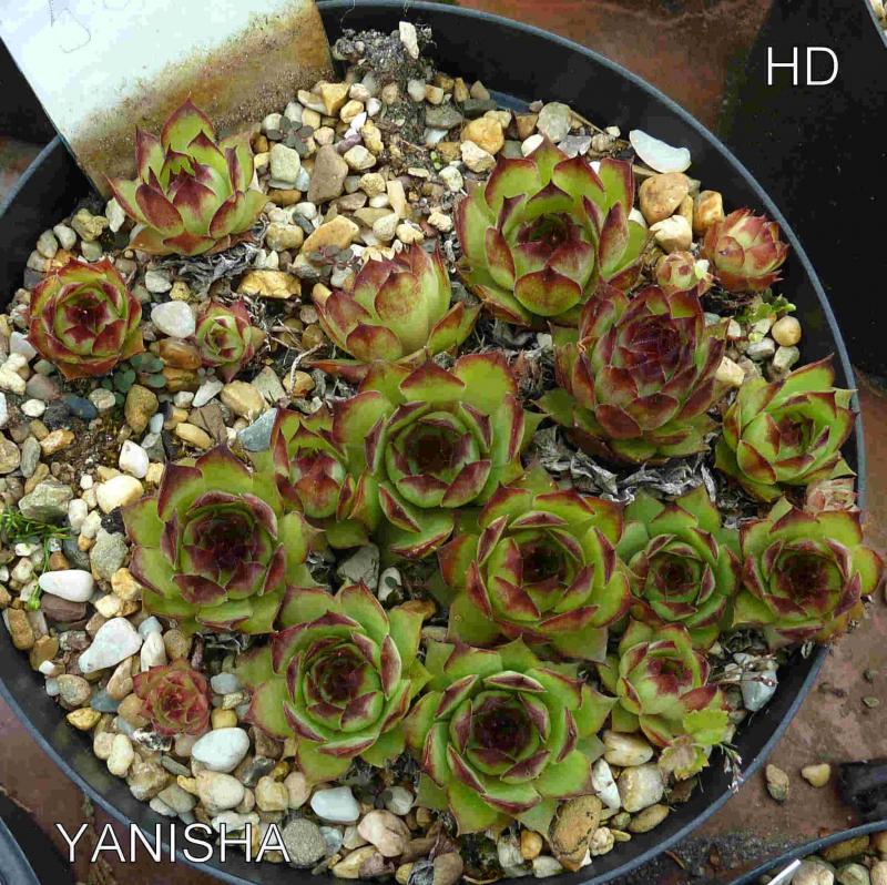 Yanisha