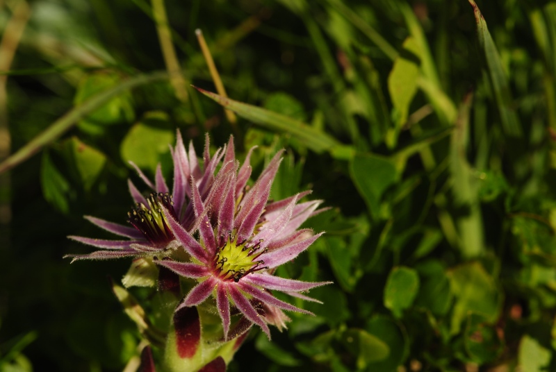 montanum ssp. carpathicum from Zbojnícka pláň, W
