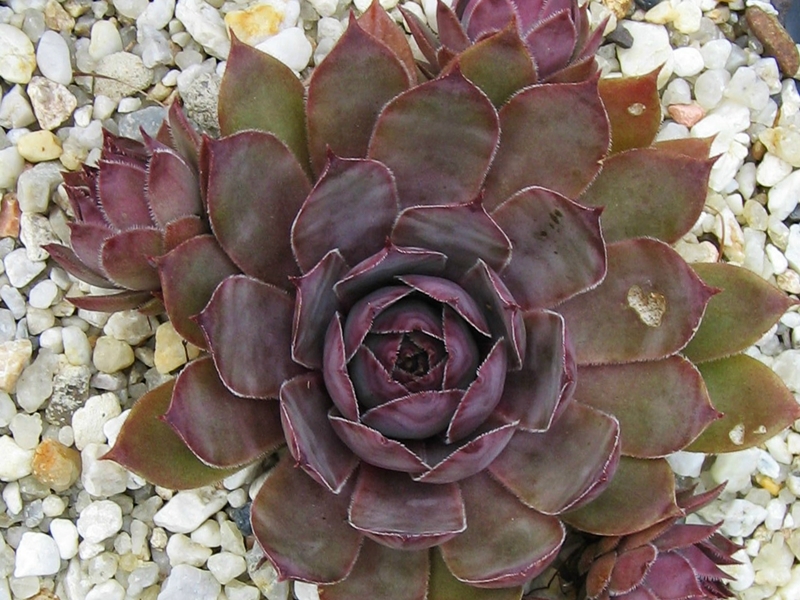 Ungeheuer