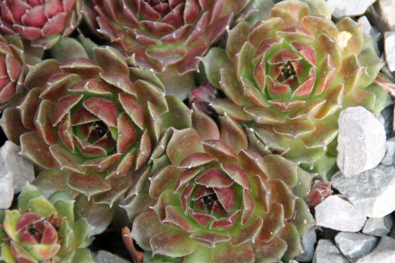 Uranus