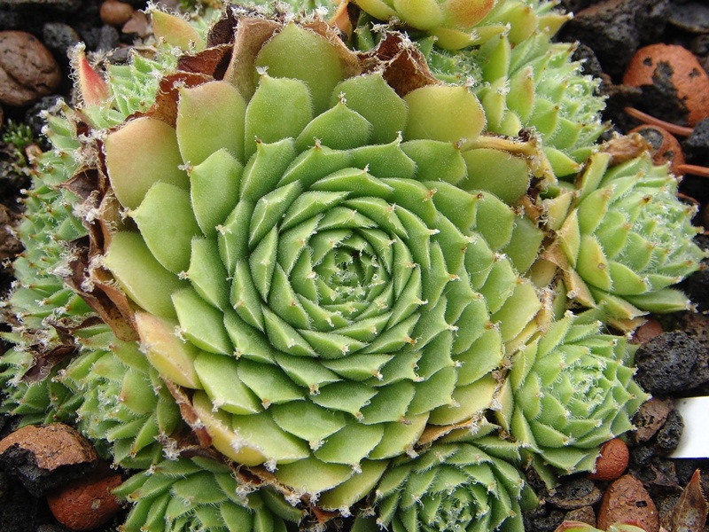 Quintina
