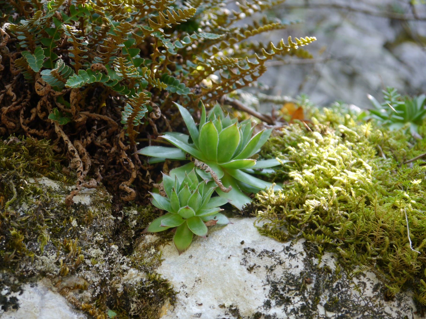 tectorum var. tectorum from Mala dolina