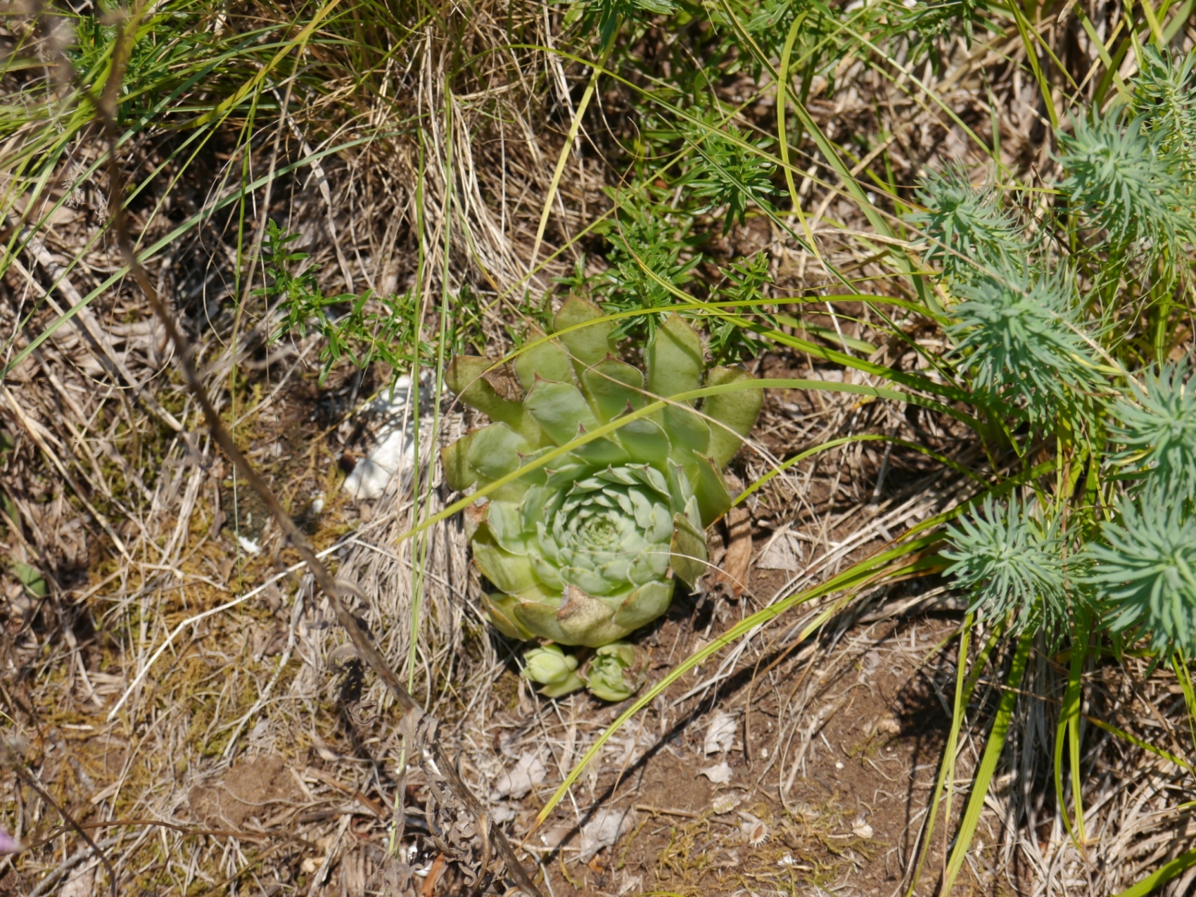 tectorum var. tectorum from Mala dolina