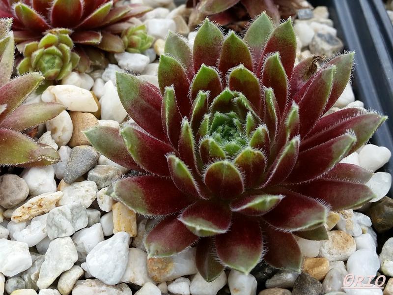 Queenie