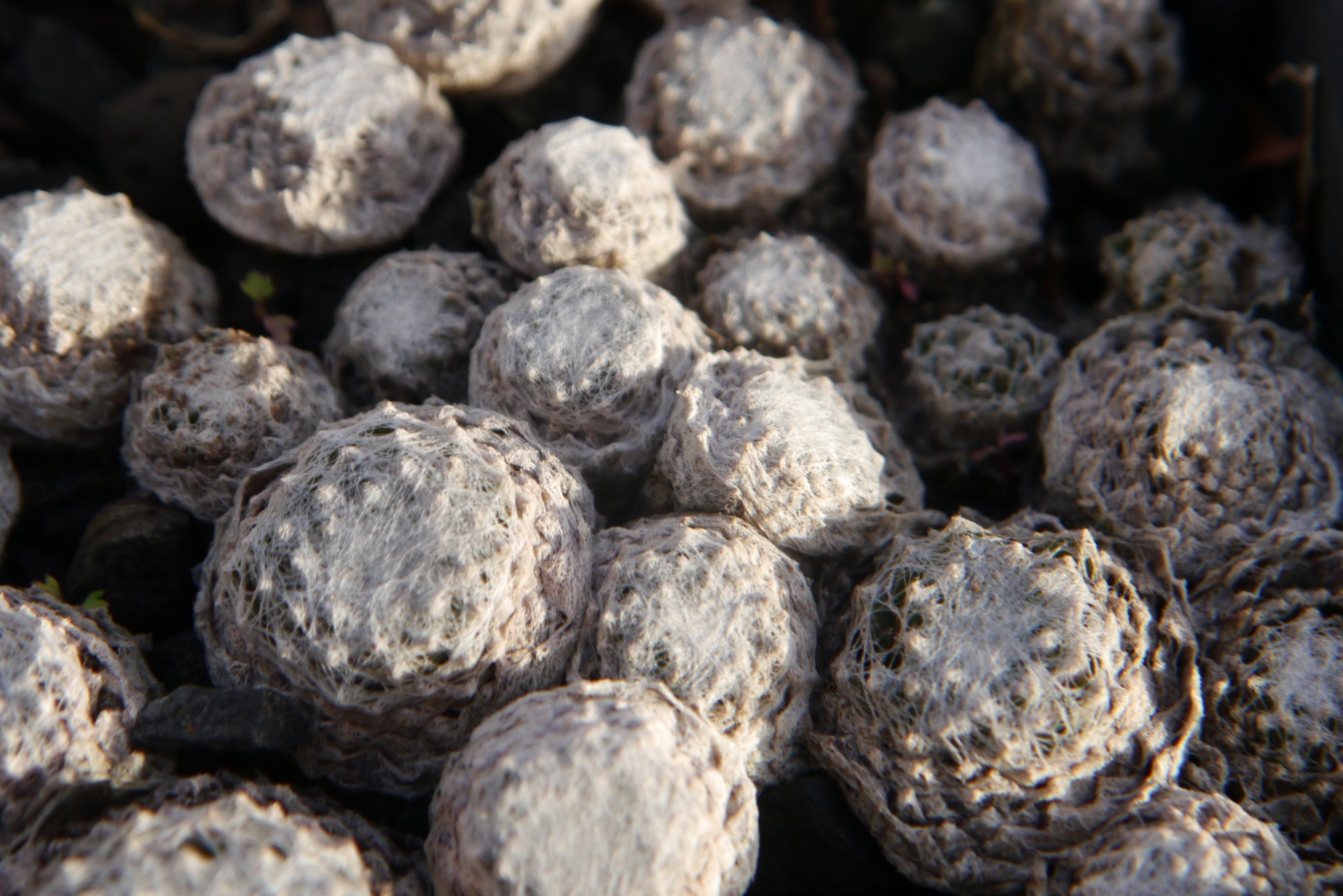 arachnoideum ssp. tomentosum from Gorges de Daluis 