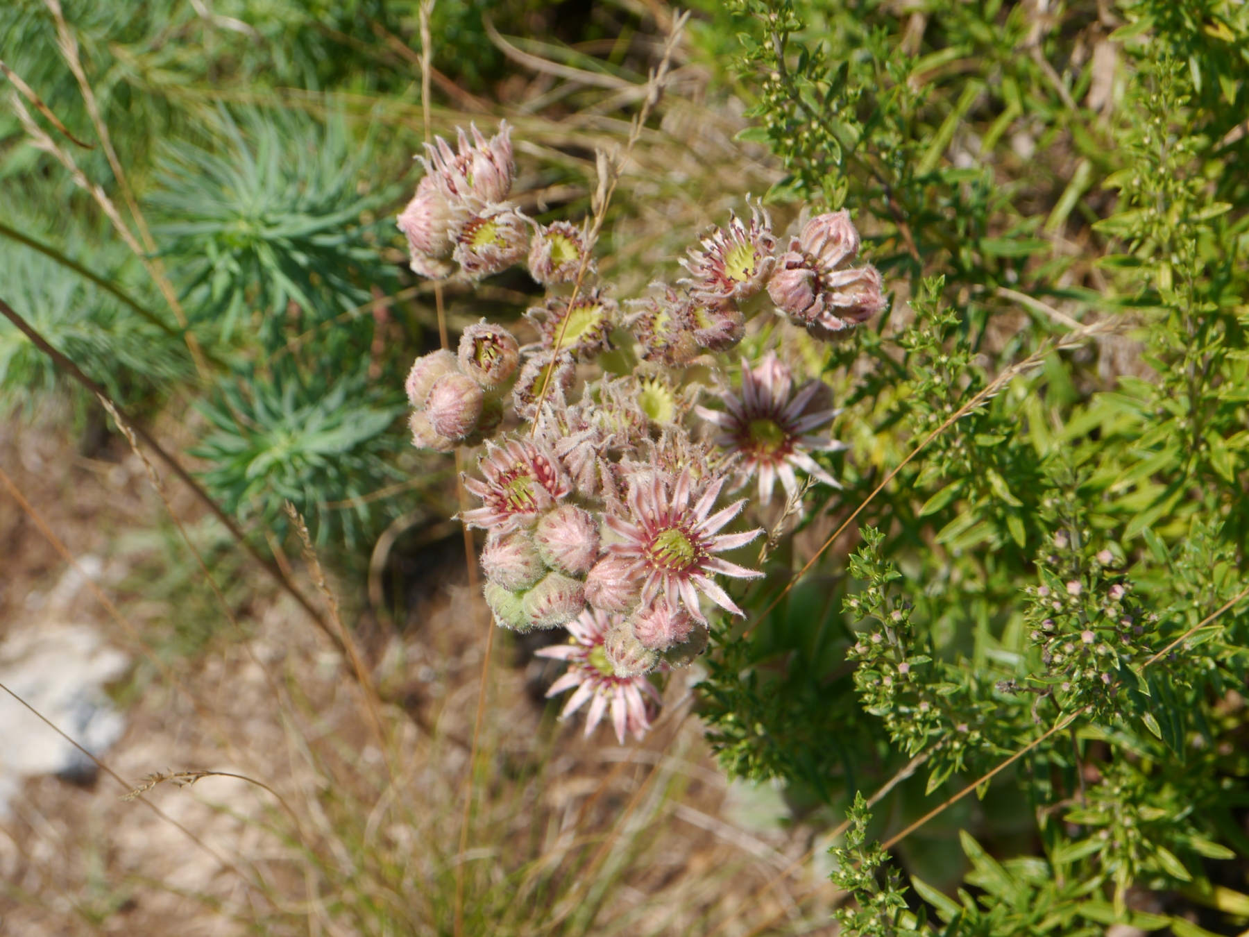tectorum var. tectorum from Mala dolina