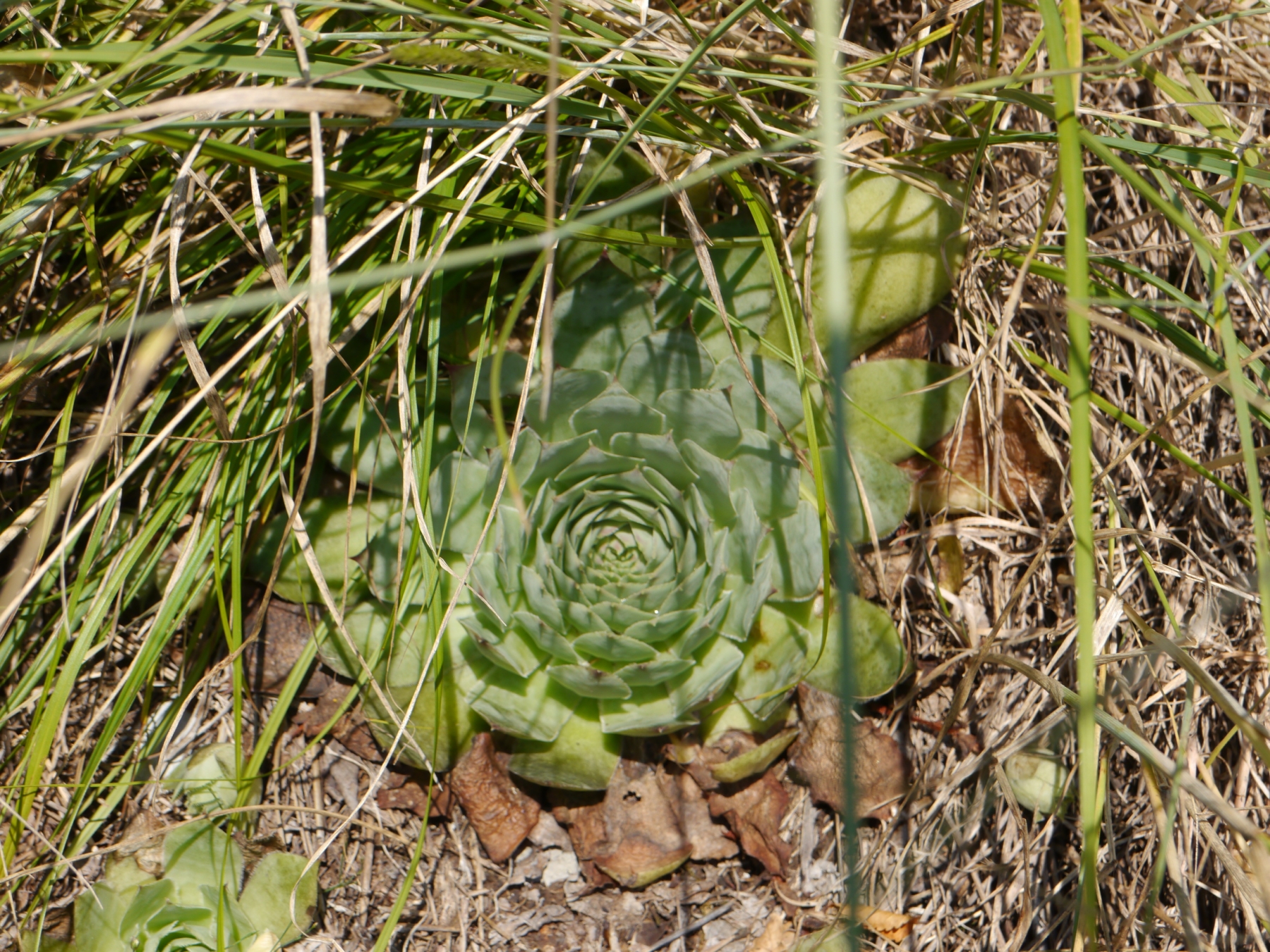 tectorum var. tectorum from Mala dolina