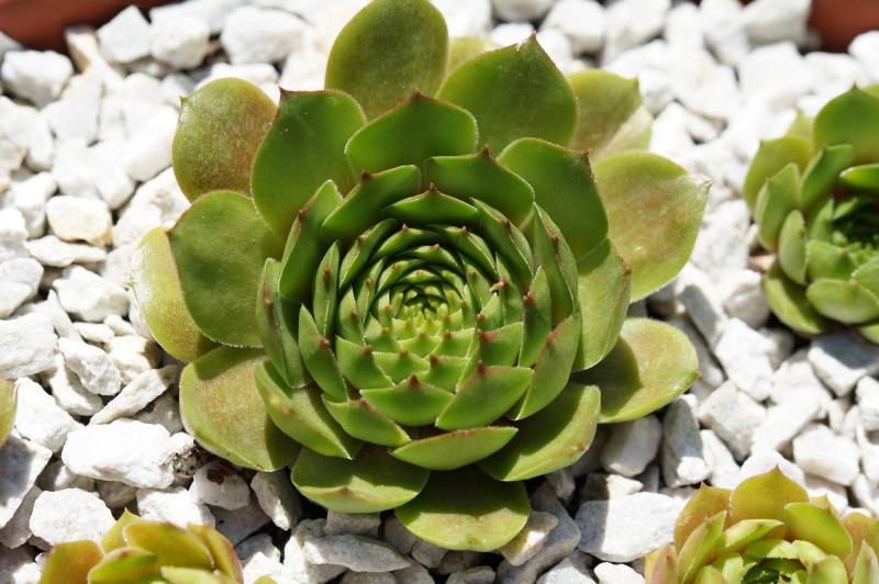 Waldmeister
