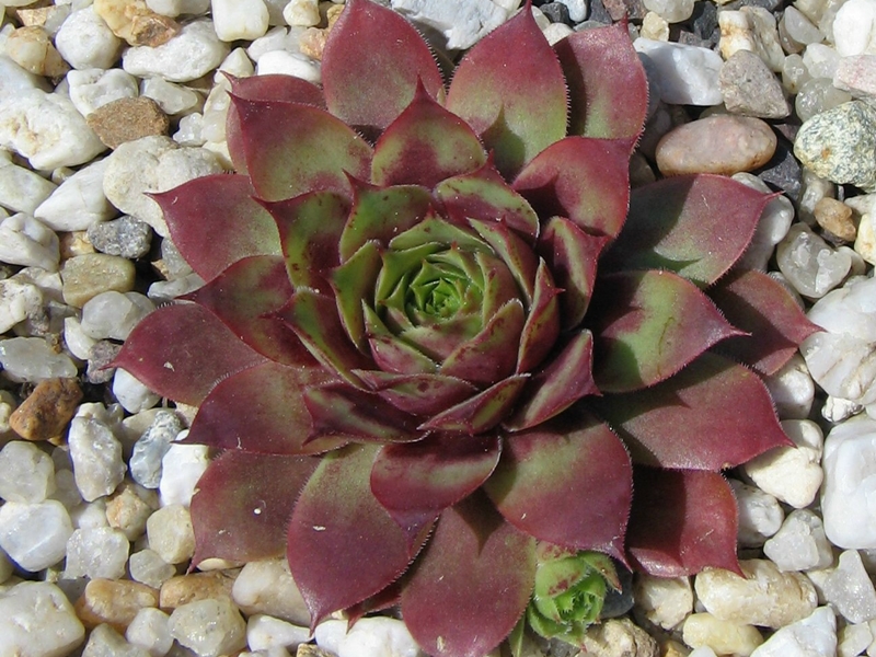 Rubra Ray