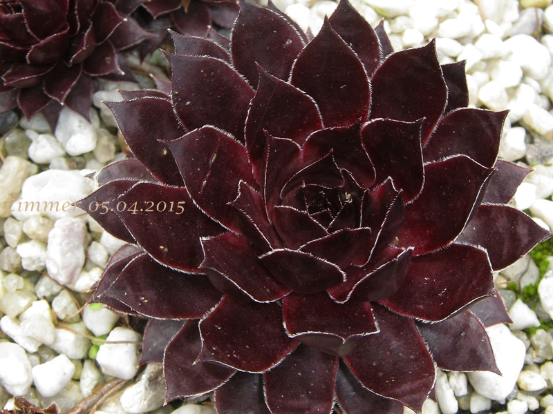 Zircon ( II )