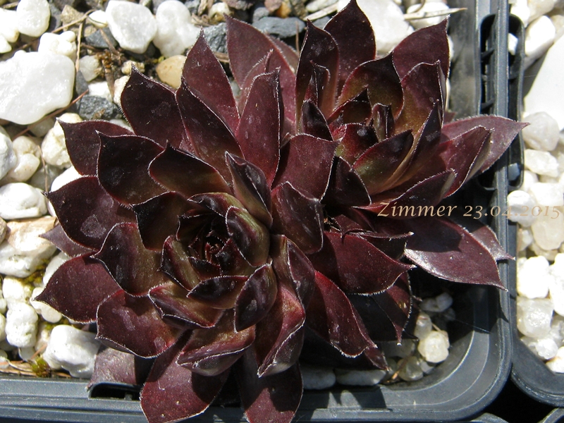 Zircon ( II )