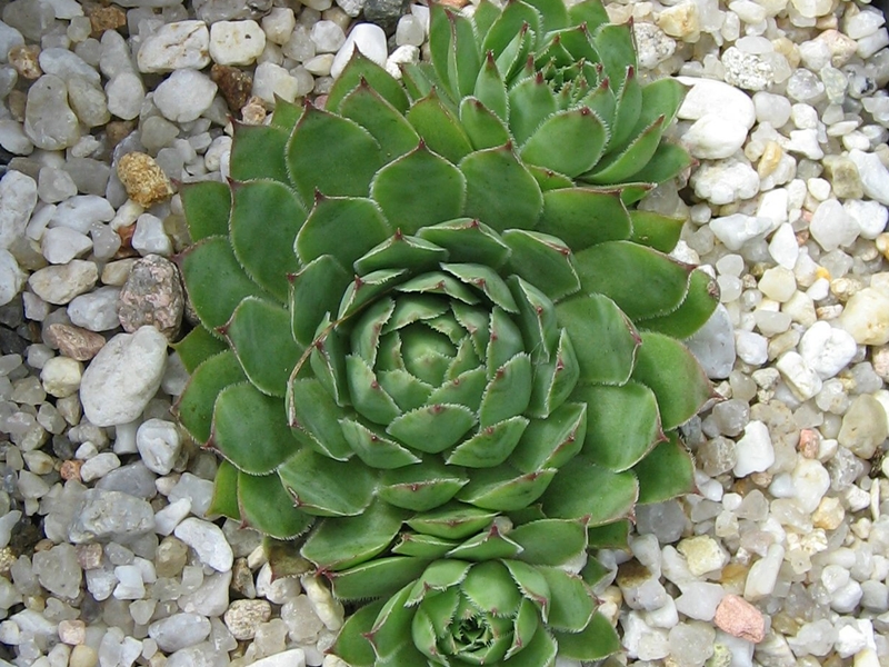 Volker