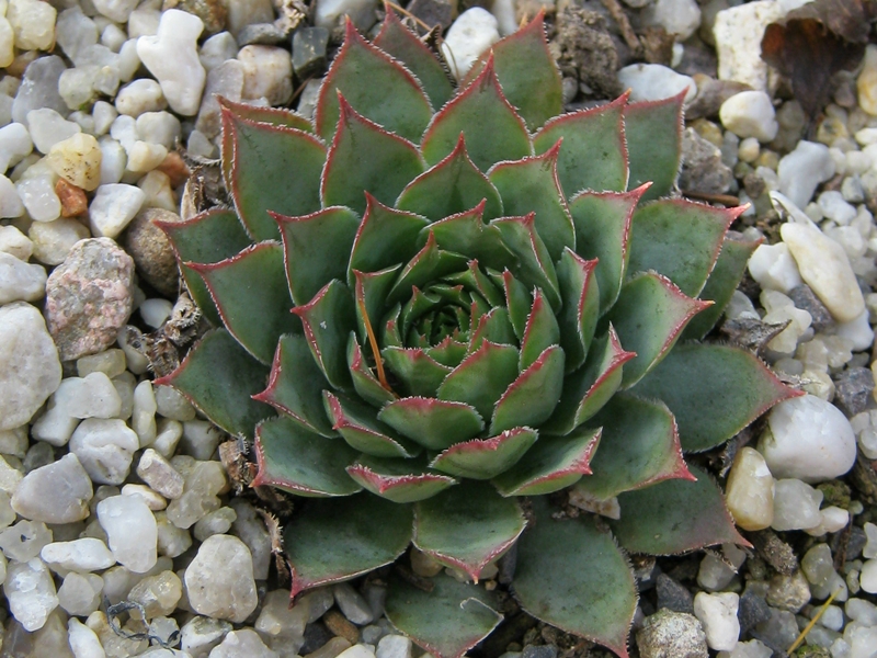 Volker