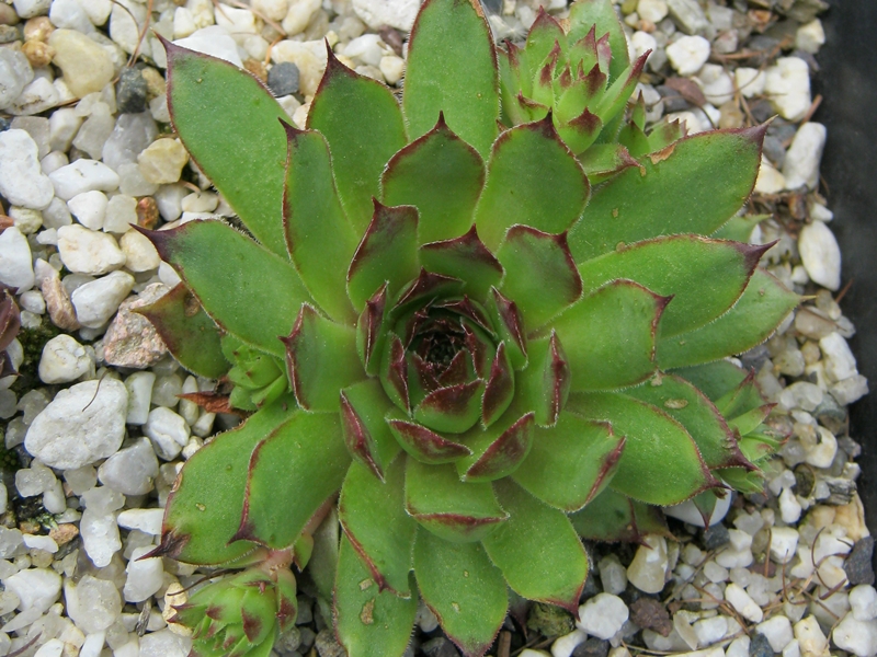 Volker