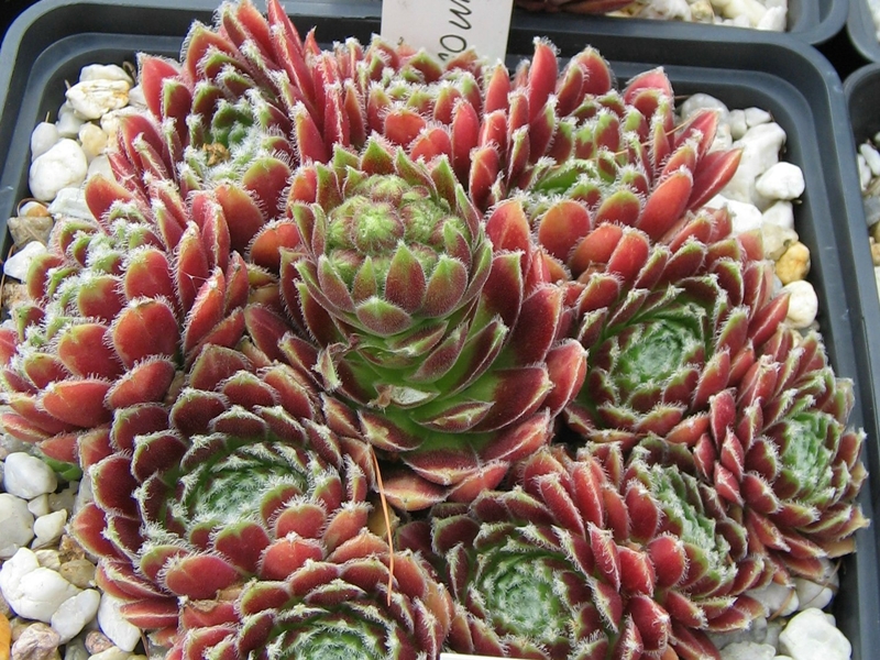 Vollmond