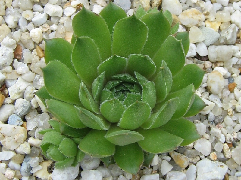 Wiedehopf