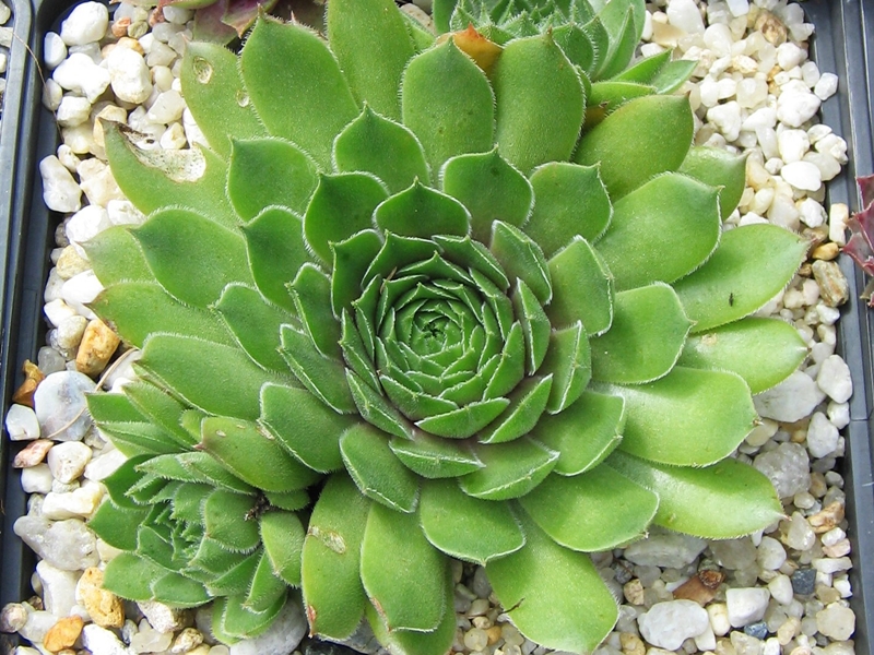 Wiedehopf