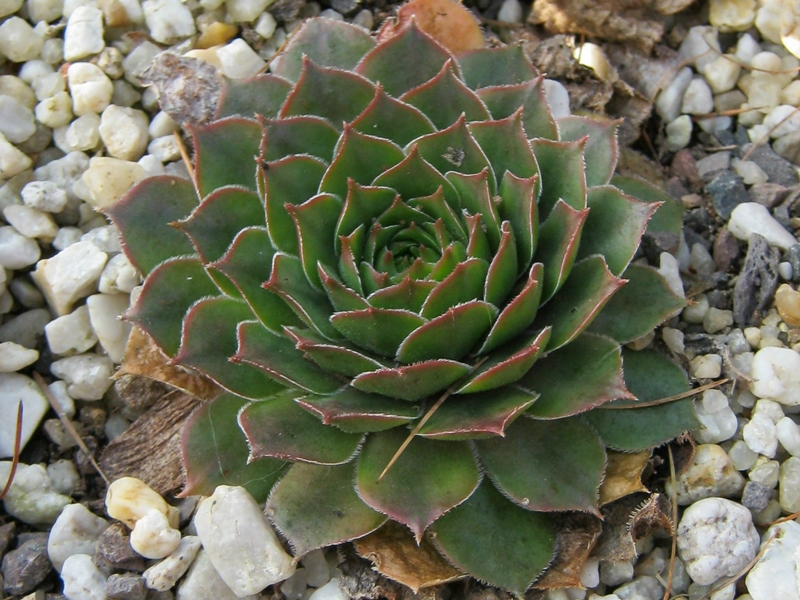Wiedehopf