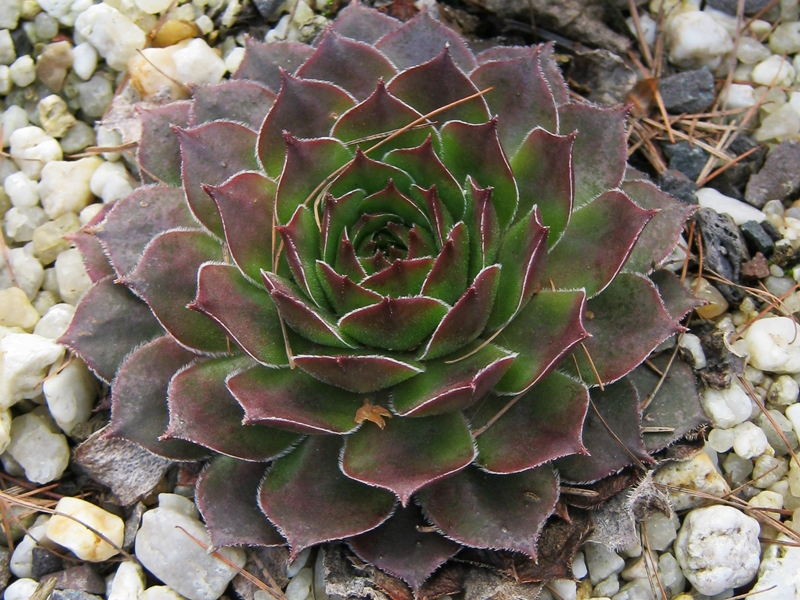 Wiedehopf