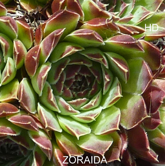 Zoraida / Jovi